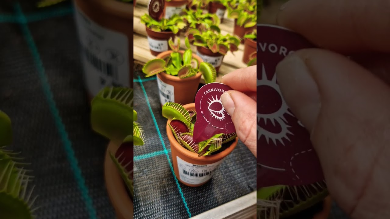 Dionaea muscipula #roślinydoniczkowe #kupno #wyb&oacute;r #roślina