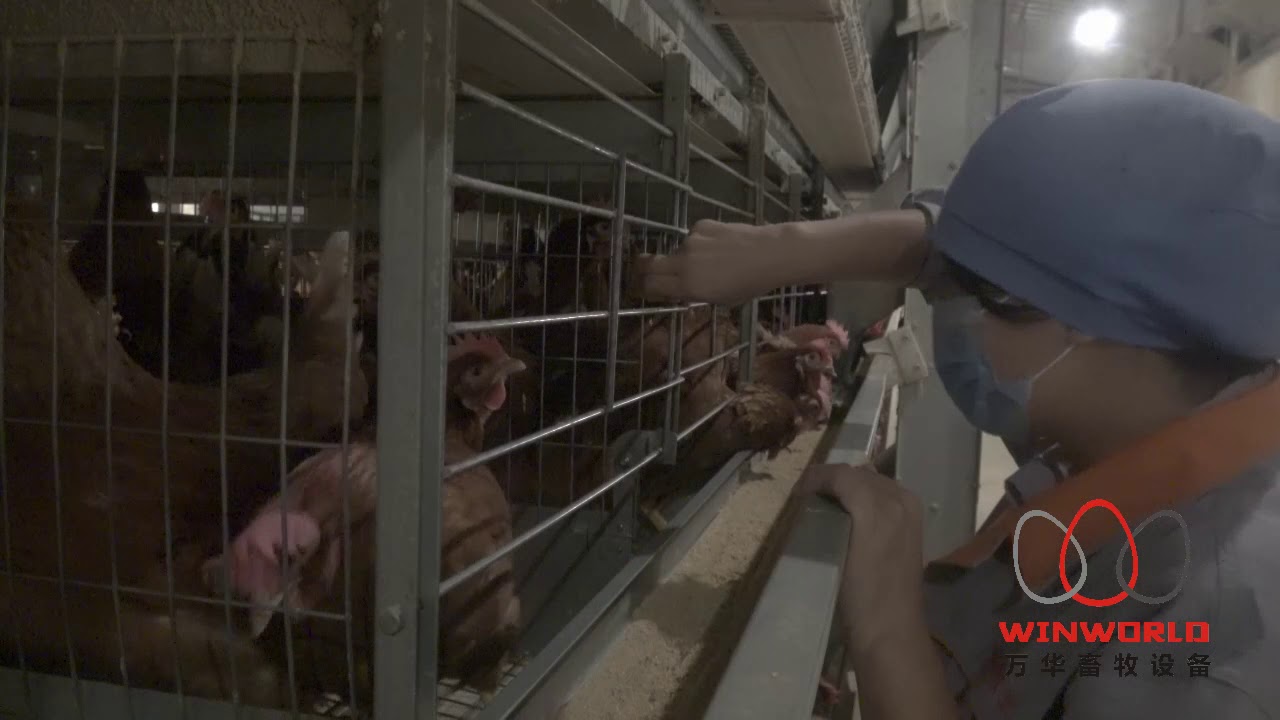 H FRAME LAYER BATTERY CAGE