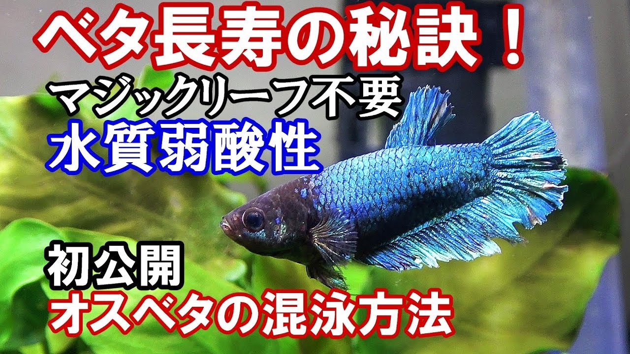 【ベタの飼育方法】長寿のベタ混泳水槽とは？ 徹底解剖！【生後2年10か月】アクアリウム