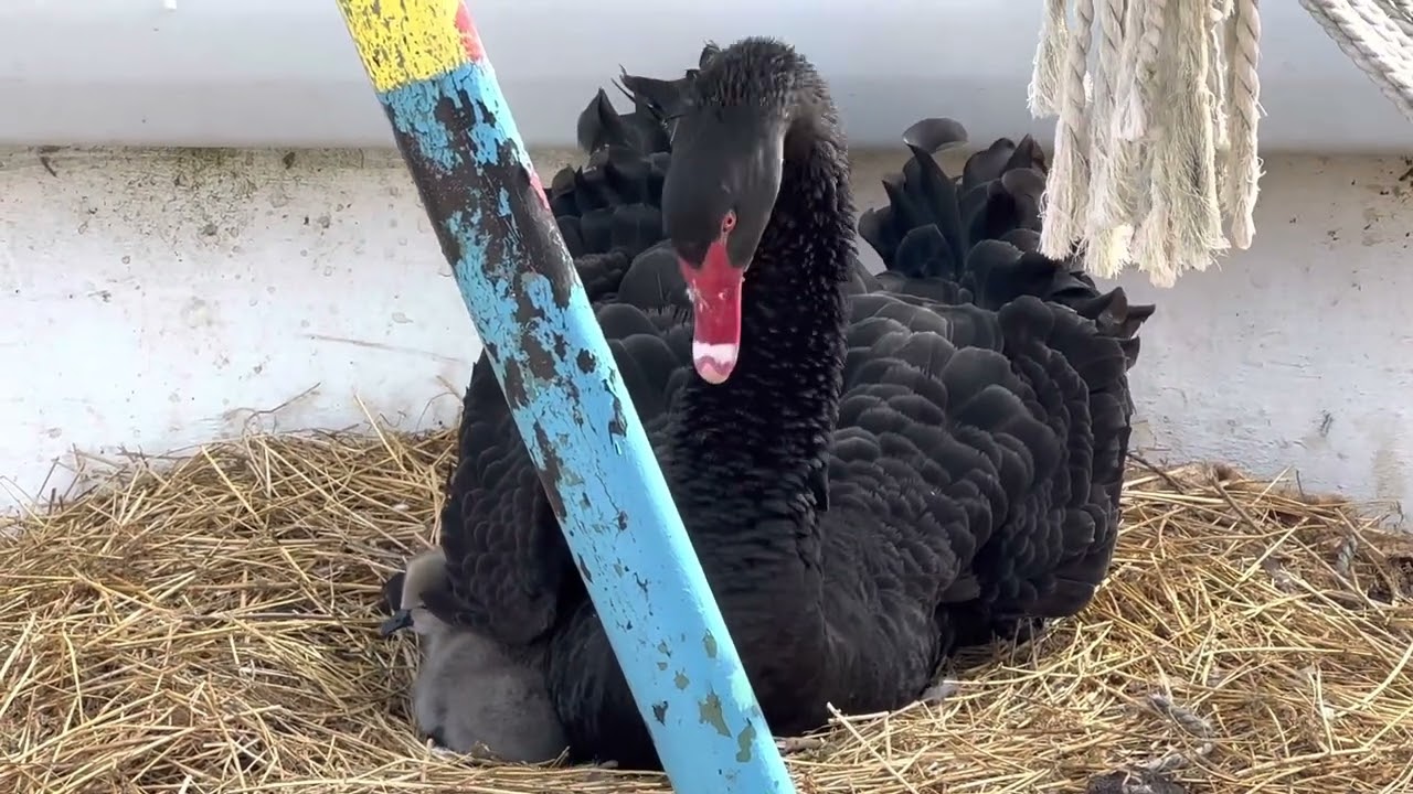 Kugu yavrulari cikti. kulucka hakkinda ufak bilgiler ve sureci anlattim.@sinansagut