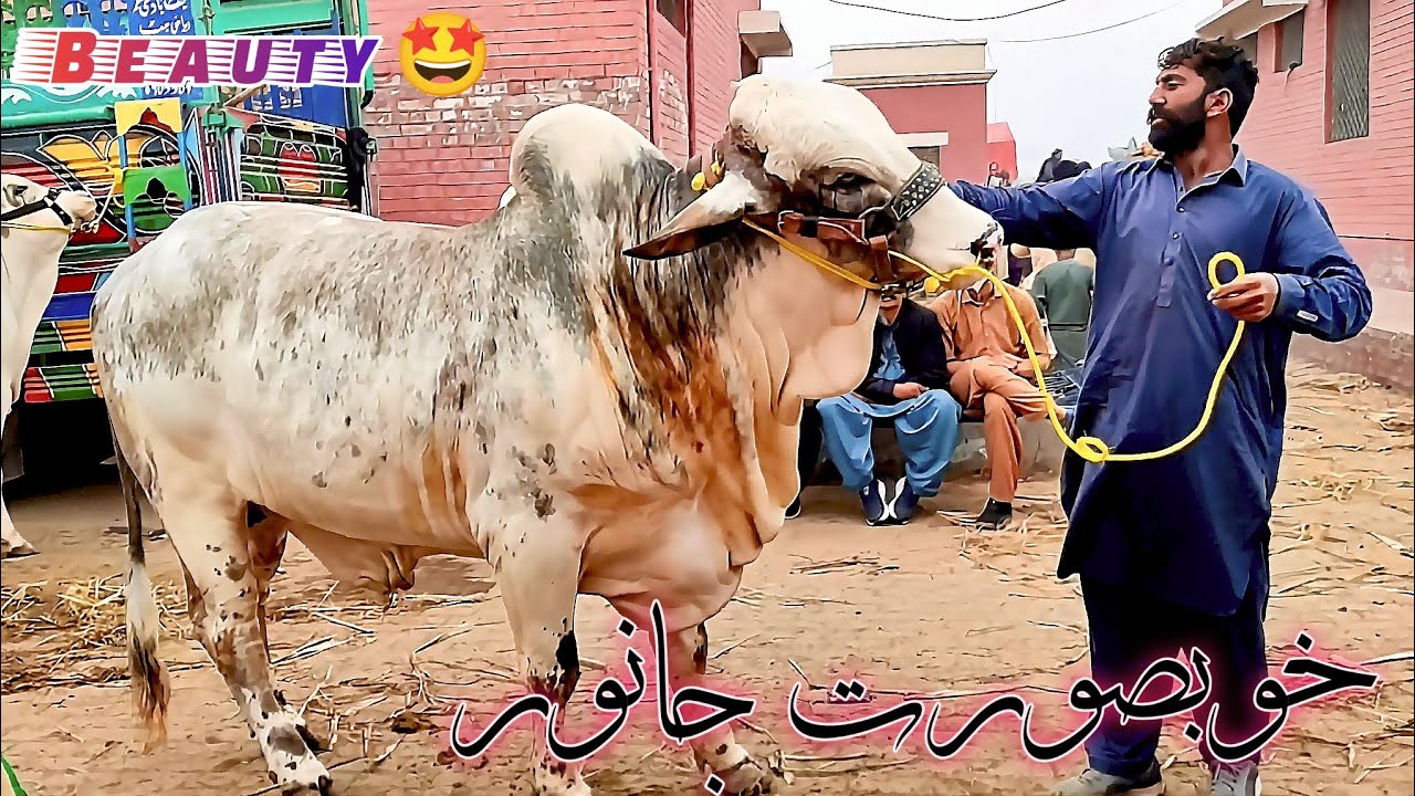 Multan Janwar Mandi | Cow Mandi Pakistan | Qurbani 2026 | Latest Cattle Prices | Live Market Update