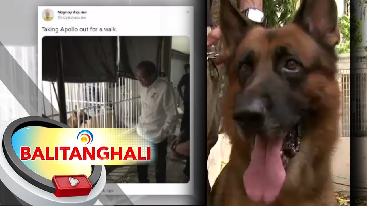 Apollo, PNoy&rsquo;s pet dog, sensed his human&rsquo;s passing, say handlers | BT