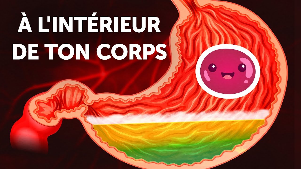 Un Voyage &agrave; l'Int&eacute;rieur de ton Corps