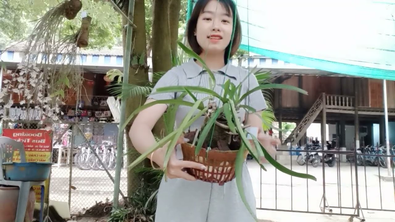 18/3 CÔ GIÁO VÙNG CAO BÁN LAN RỪNG GIÁ RẺ 0364773794 @phonglanrunghoabinh7367 