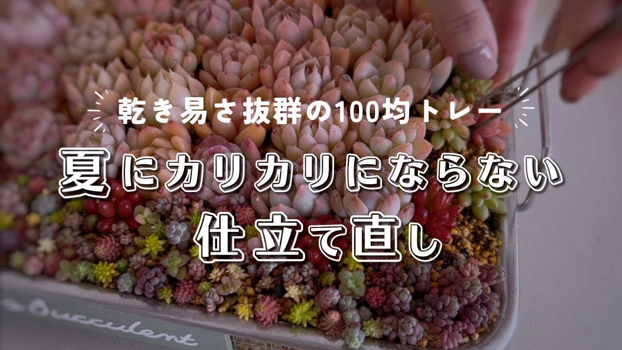 乾き易さ抜群100均トレーの寄せ植えを夏に枯らさない為に仕立て直し| DAISO | 多肉植物 | エケベリア | セダム | ガーデニング