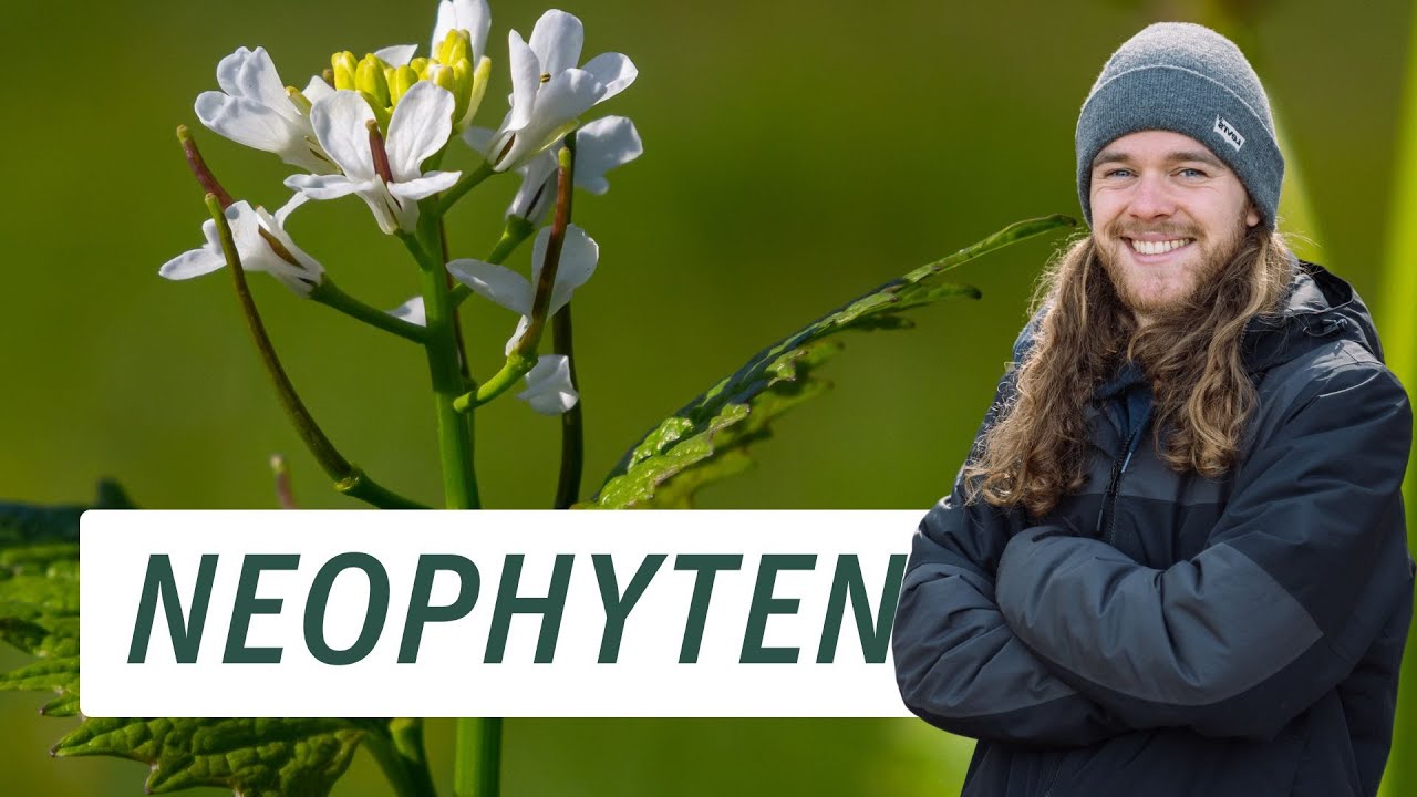 Was sind Neophyten? 3 spannende Neophyten im Portrait