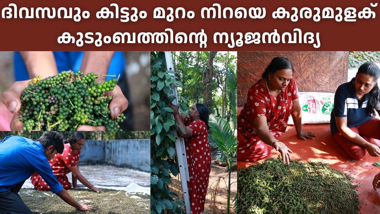 ഒറ്റ നനയിൽ ഇരട്ടി ലാഭം! അടയ്ക്കക്കൊപ്പം കുരുമുളകും നിറയെ വിളയുന്ന കൃഷിത്തോട്ടം #farmingtips