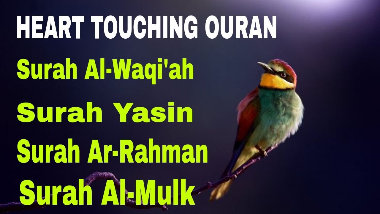Very Nice Voice Surah Yaseen | Surah Rahman | Surah Waqiah | Surah Mulk l Reciter Mohamed Hegazy 060