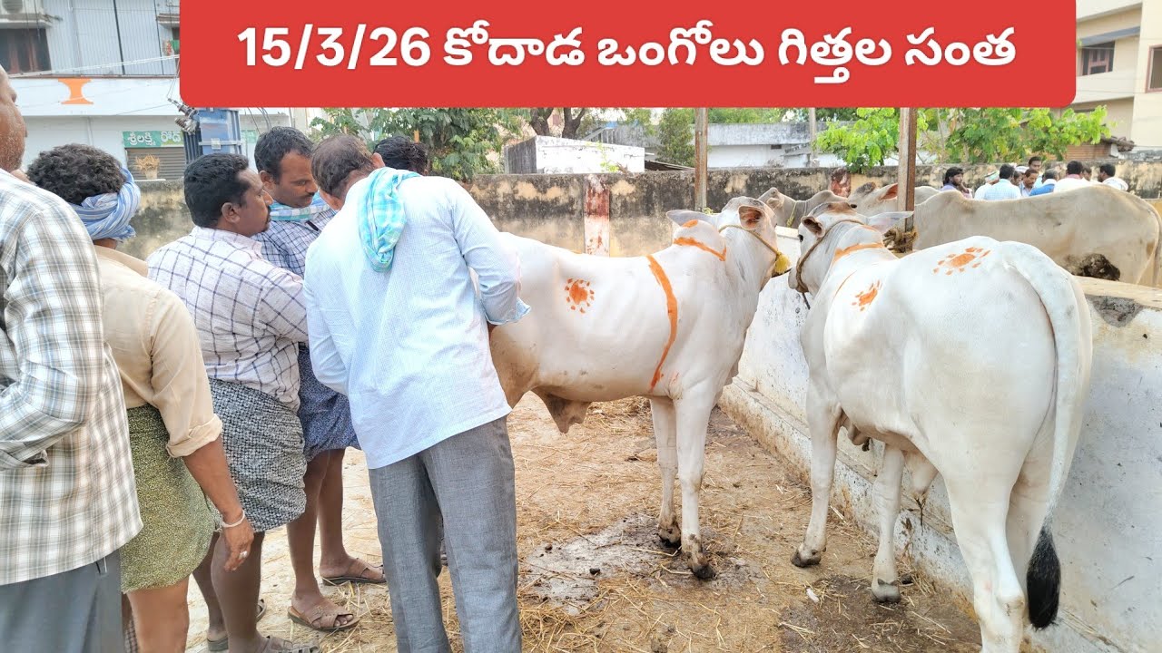 Top quality milk teeth ongole bulls in telangana kodada #ongolebulls #9573284169