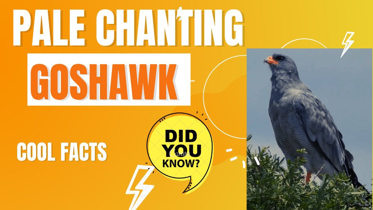 pale chanting goshawk facts 🦅 breeds in southern Africa