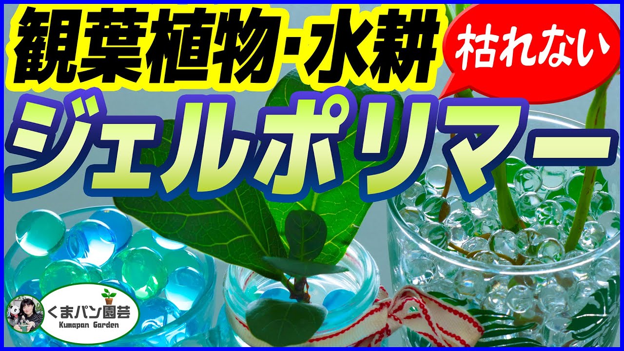 100均 ジェルボールで失敗しないコツ！簡単・観葉植物【くまパン園芸】