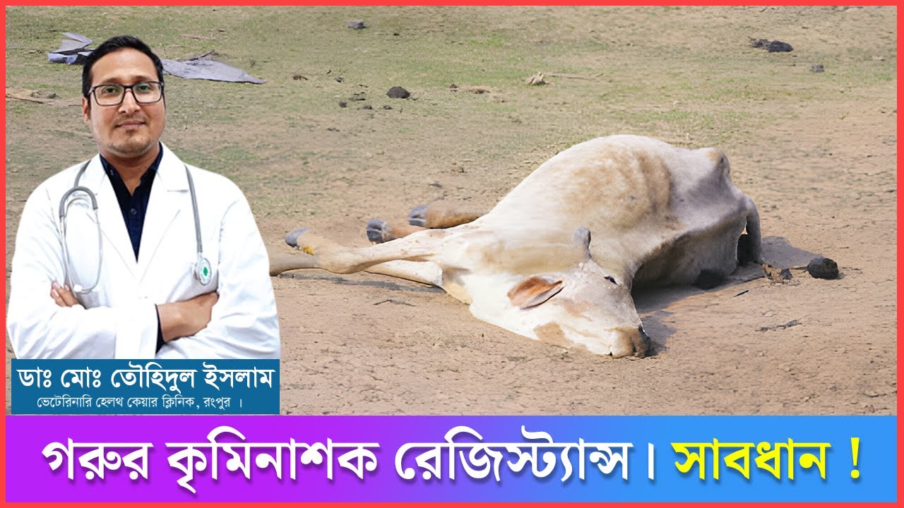 গরুর কৃমিনাশক রেজিস্ট্যান্স | গরুর মাত্রাতিরিক্ত মেডিসিন প্রয়োগ । গরু পালন । খামার ম্যানেজমেন্ট