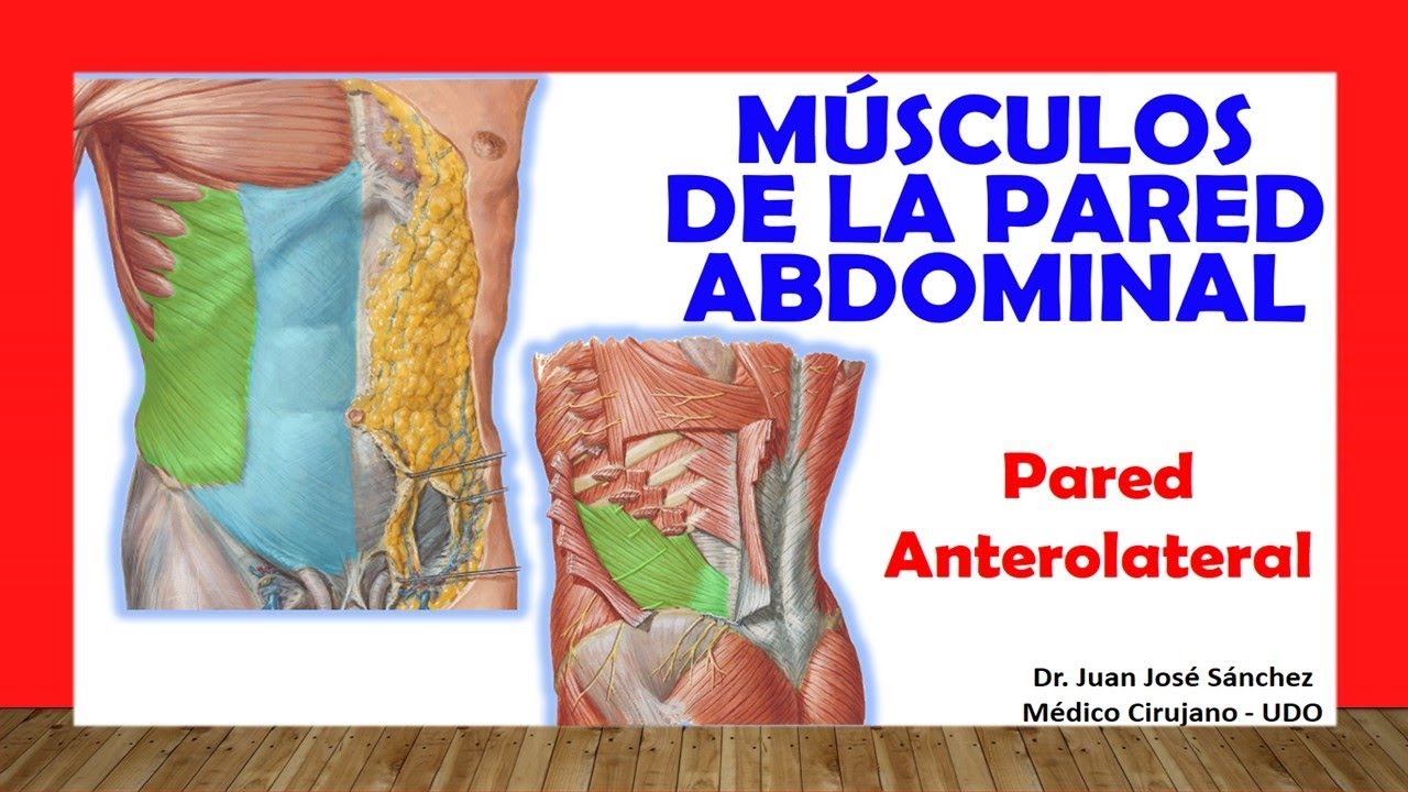 🥇 MÚSCULOS DE LA PARED ANTEROLATERAL DEL ABDOMEN. Fácil, Rápido y Sencillo