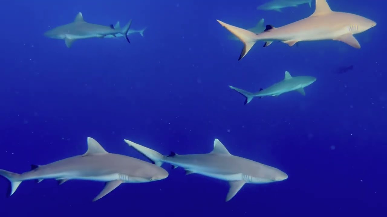 Freediving ellaidhoo housereef maldives February 2025