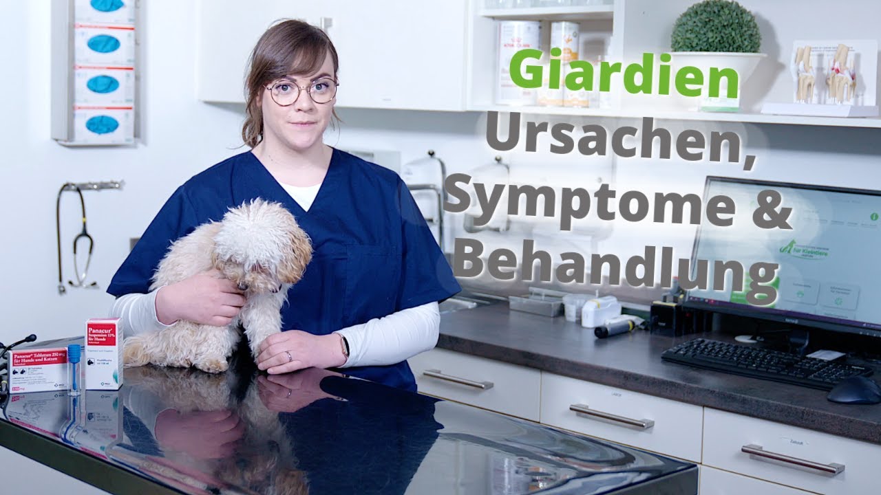 Giardien • Ursachen, Symptome & Behandlung der Parasiten beim Hund