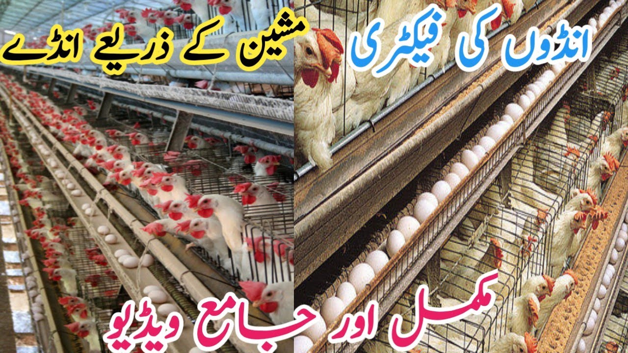 Hazaron Andon ki Pedawar ka Markaz | Egg Layer Control Shed | Eggs Plant