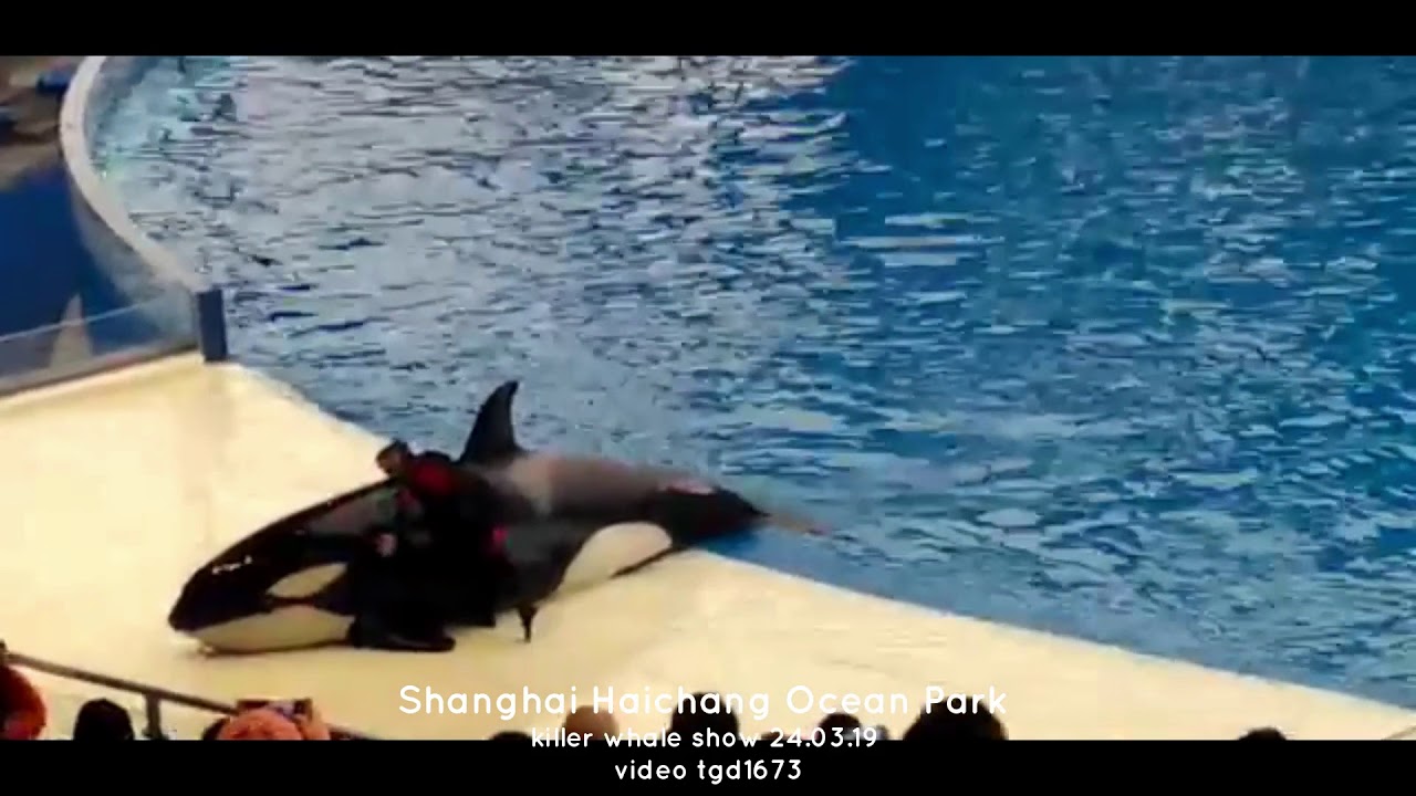 🇨🇳️CH-Shanghai Haichang Ocean Park- Killer whale full show - March 2019