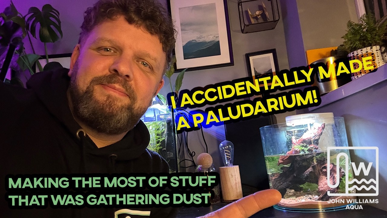 I accidentally created a Desktop Paludarium!