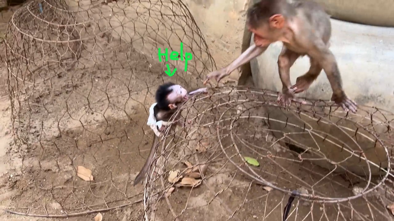 P-ity Poor Baby Monee Asking For Minea To Help Her But Minea Rejected