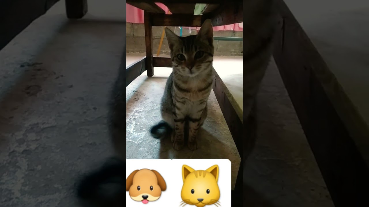 Chino Y G&uuml;icha