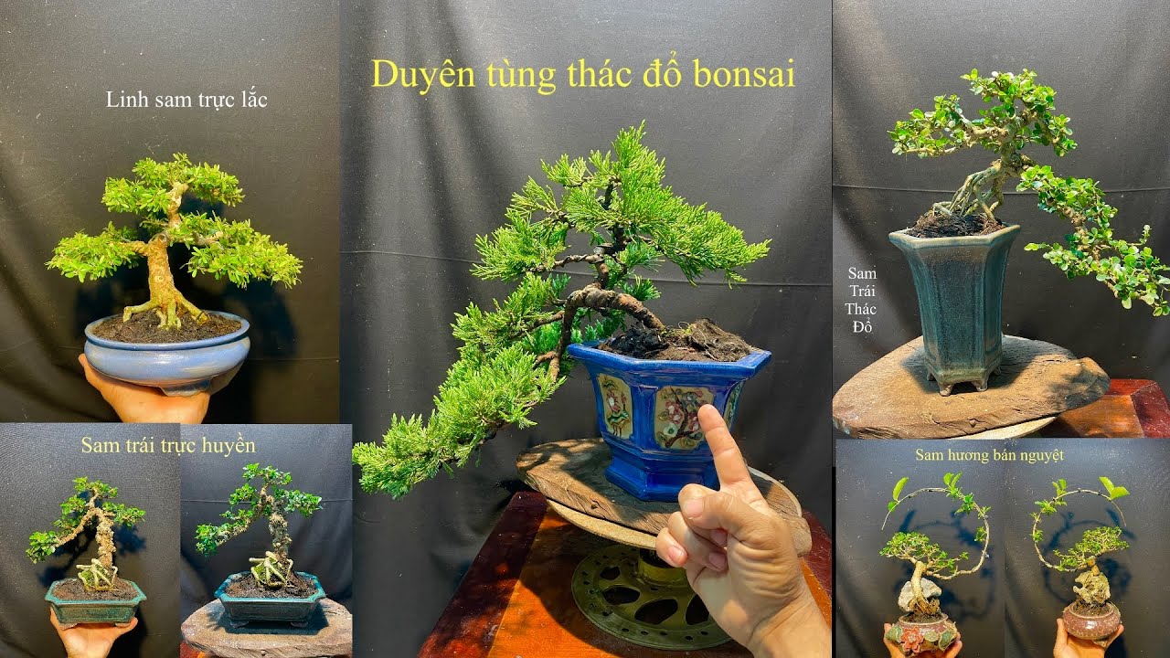 Video 842:Duyên tùng thác đổ,sam trái bonsai dáng trực huyền,linh sam 86,sam hương ký đá phong cách