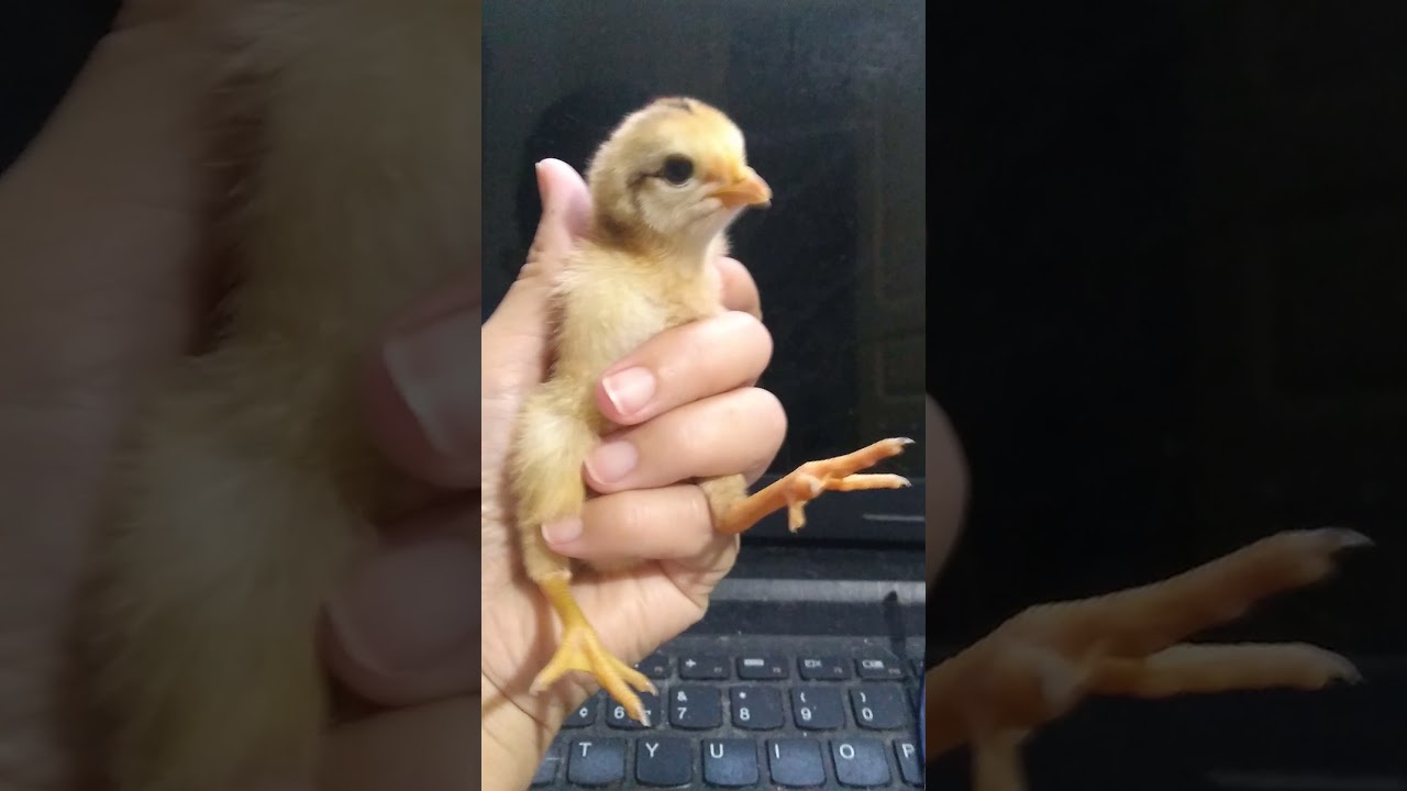 Pintinho caipira piando