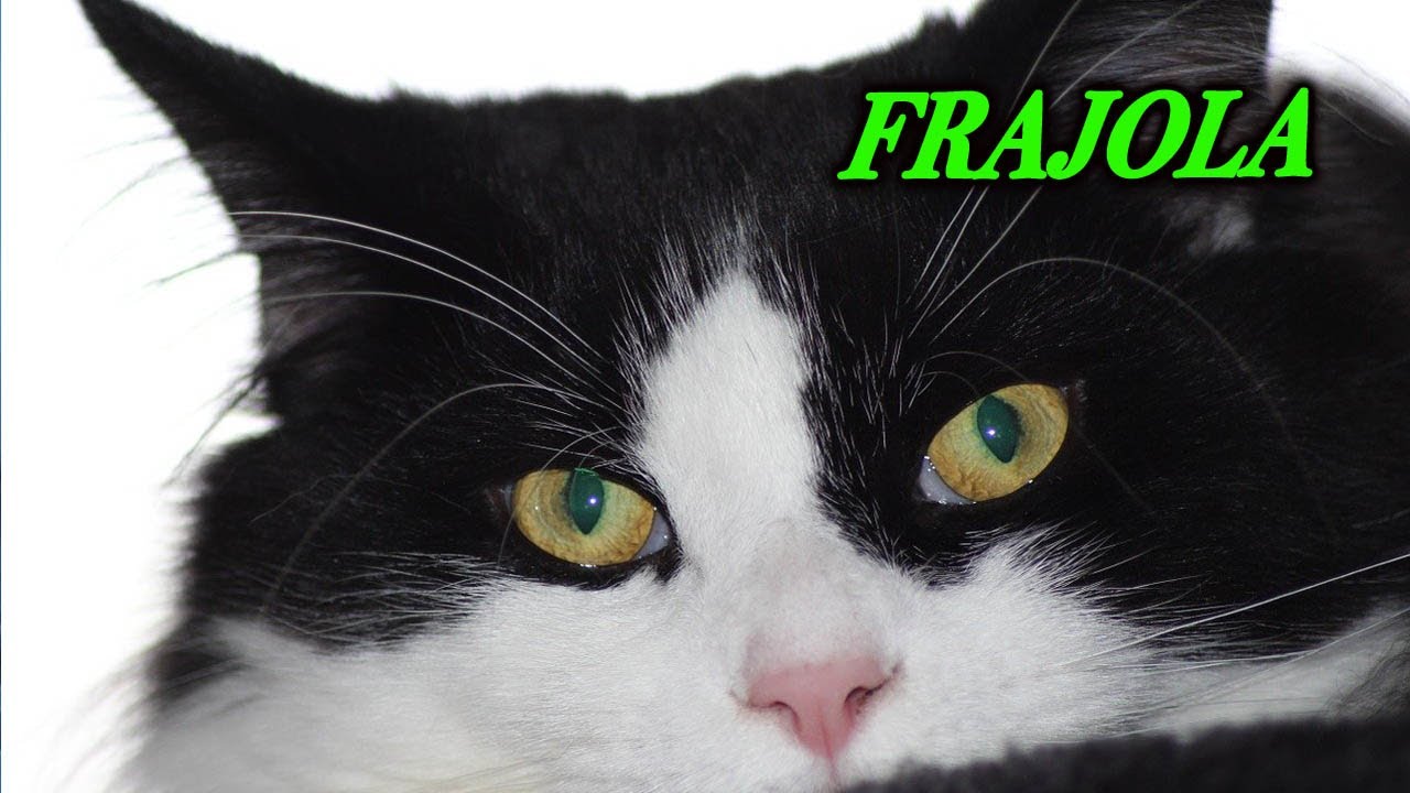 GATO FRAJOLA OU FRAJOLINHA, SAIBA TUDO SOBRE LINDA RAÇA DE GATO, AGORA