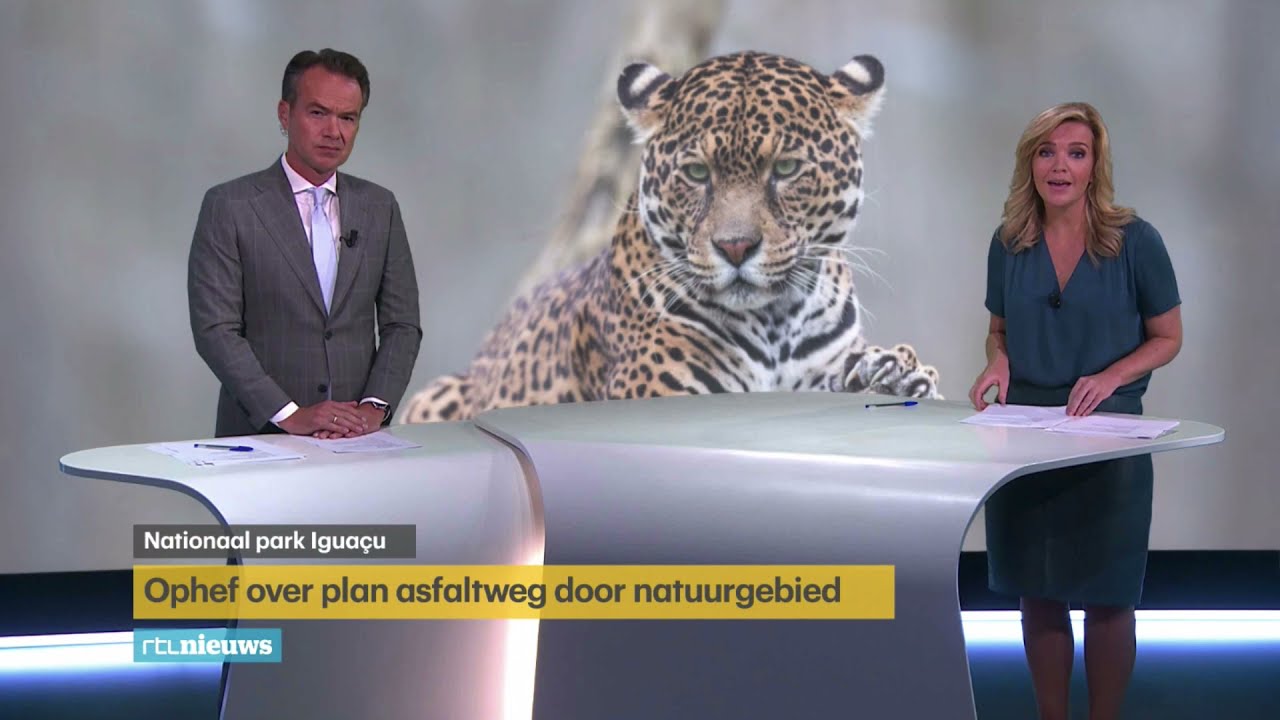 Jaguarparadijs in gevaar door plannen voor asfaltweg