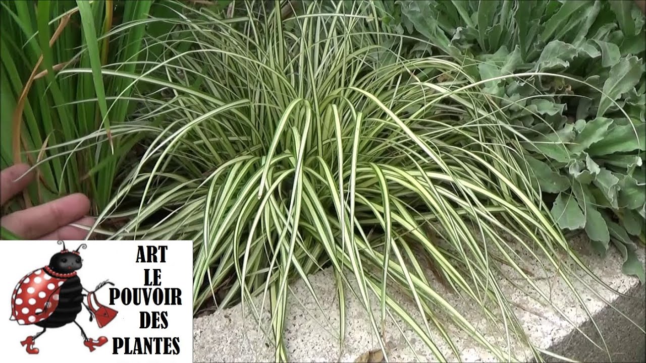 Tuto jardin: Taille et entretien: Carex oshimensis 'Evergold': Plante vivace