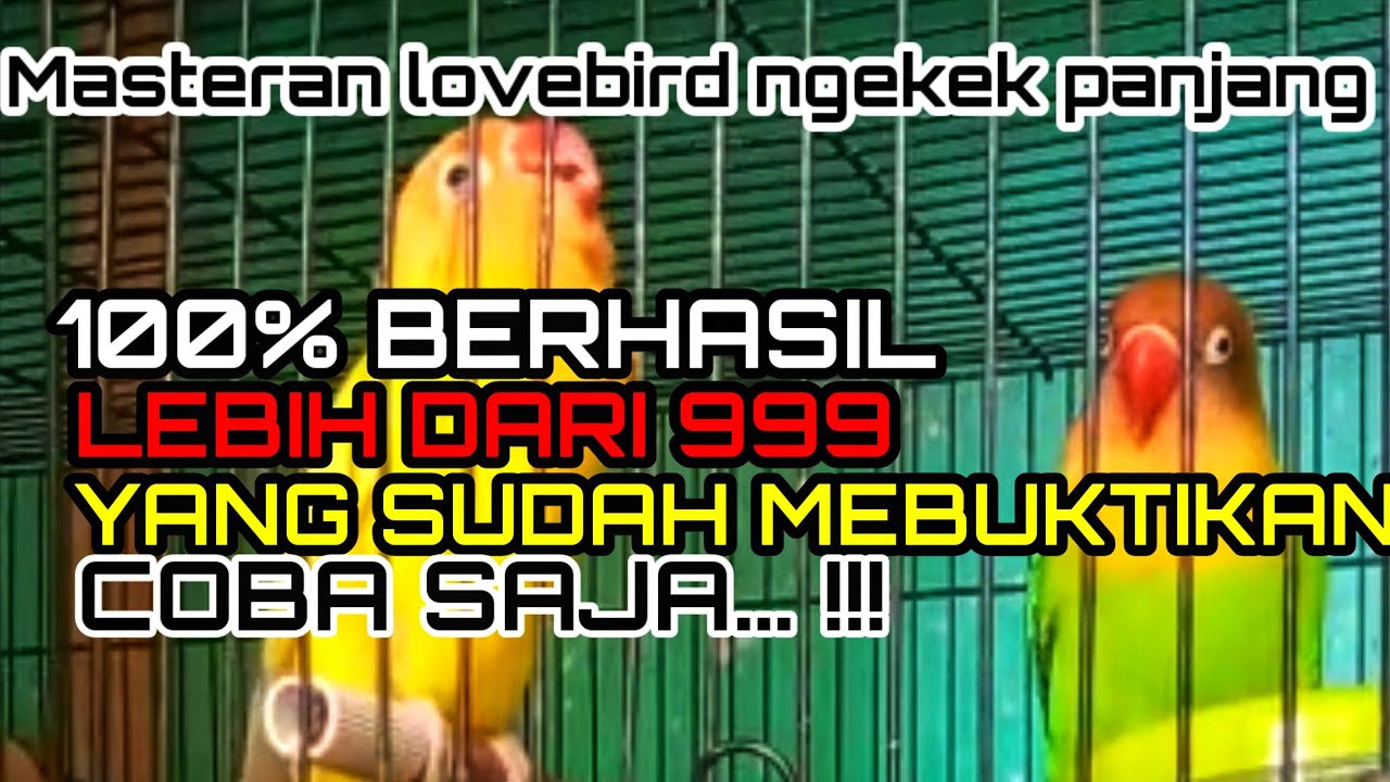 MASTERAN LOVEBIRD NGEKEK PANJANG
