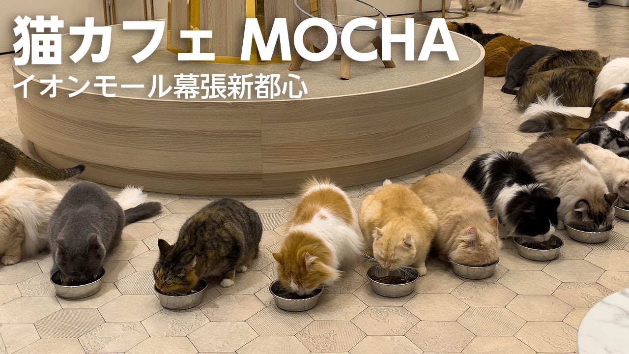 猫たちとふれあう1日｜MOCHA（イオンモール幕張新都心）来店レポート
