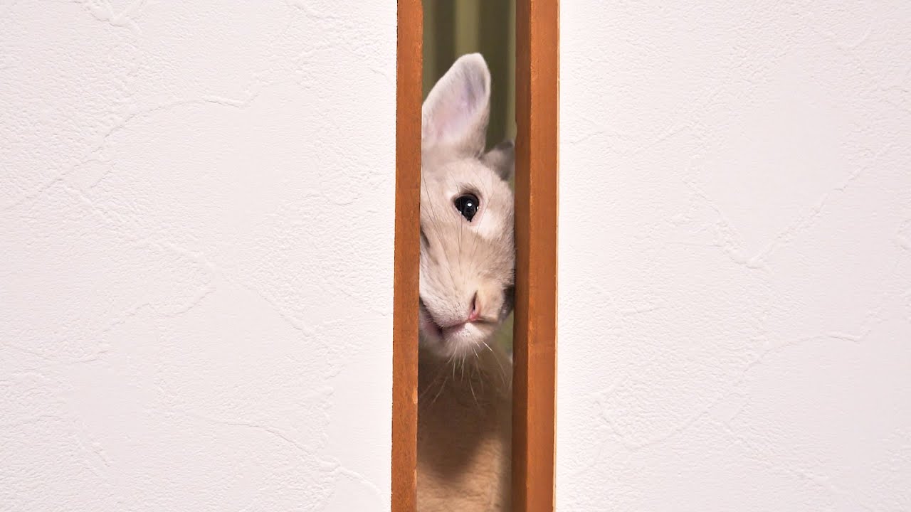 飼い主が目覚めるまで寝室のようすを隙間から伺ってるウサギさん
