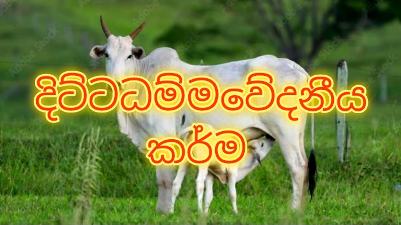 දිට්ටධම්මවේදනීය කර්මය 