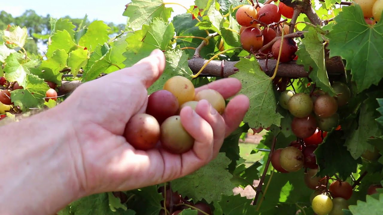 Hall, Tara, Triumph Muscadine