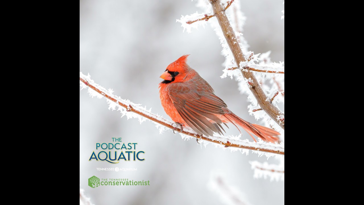 Wildlife Winter Games