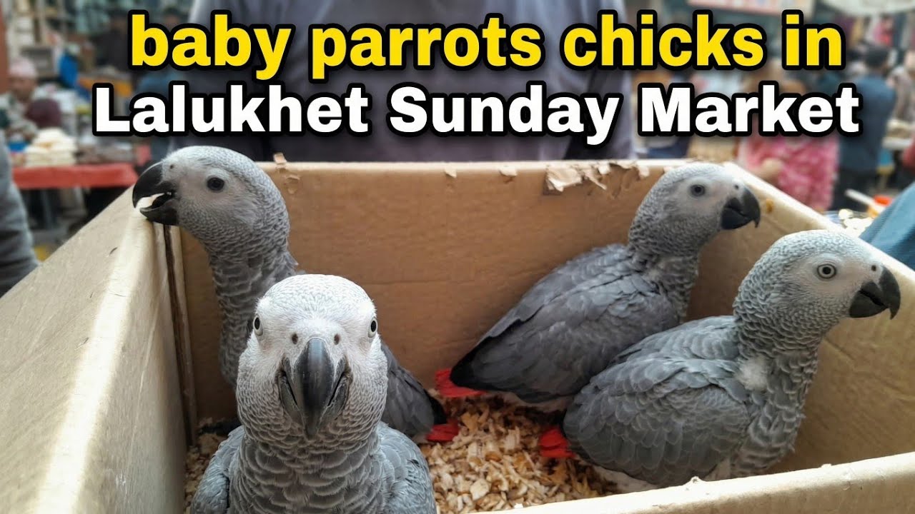 Grey Parrots Baby Price 2024 | Lalukhet Sunday Birds Market: RAW Ringneck Chicks