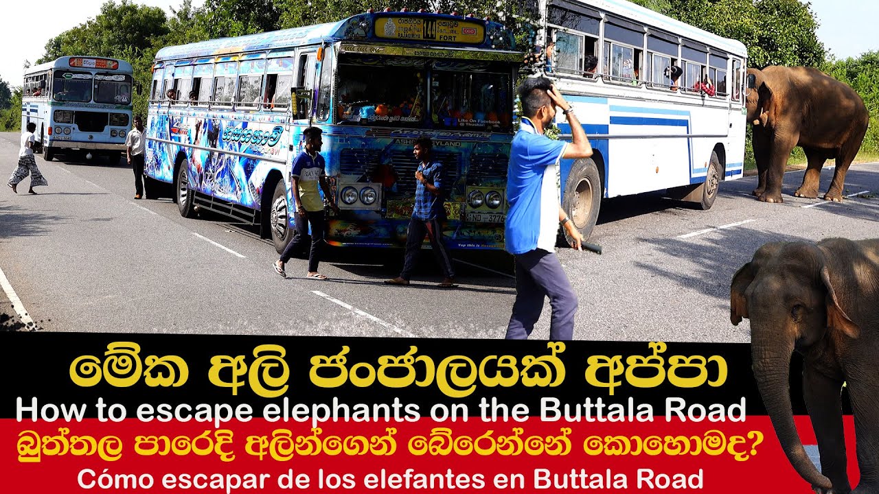 How to escape elephants on the Buttala Road | මේක අලි ජංජාලයක් අප්පා  | วิธีหนีช้างบนถนนบุตตะลา