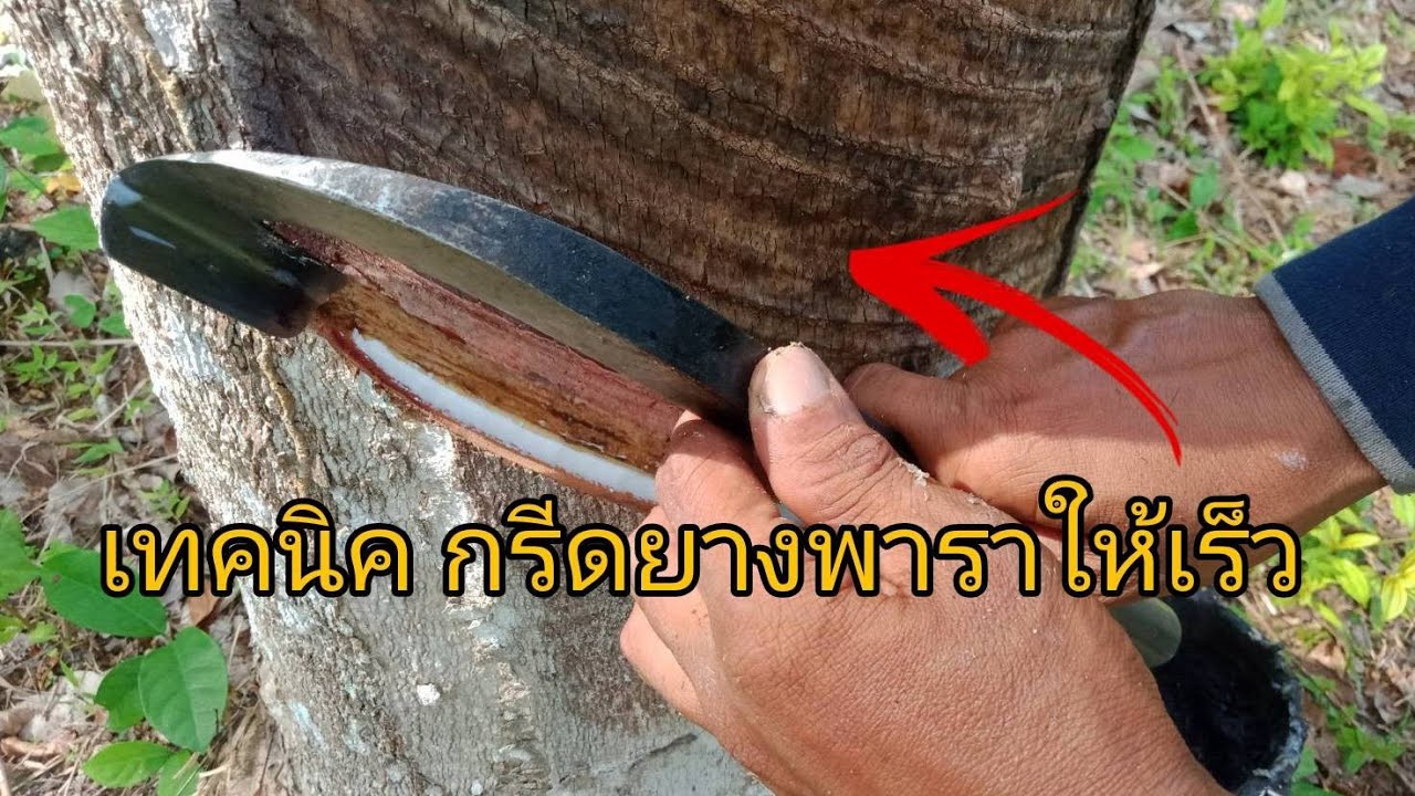 เทคนิค กรีดยางพาราให้เร็ว