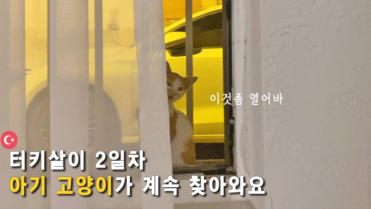 고양이 천국 터키🇹🇷 새끼 고양이가 매일 찾아오네요