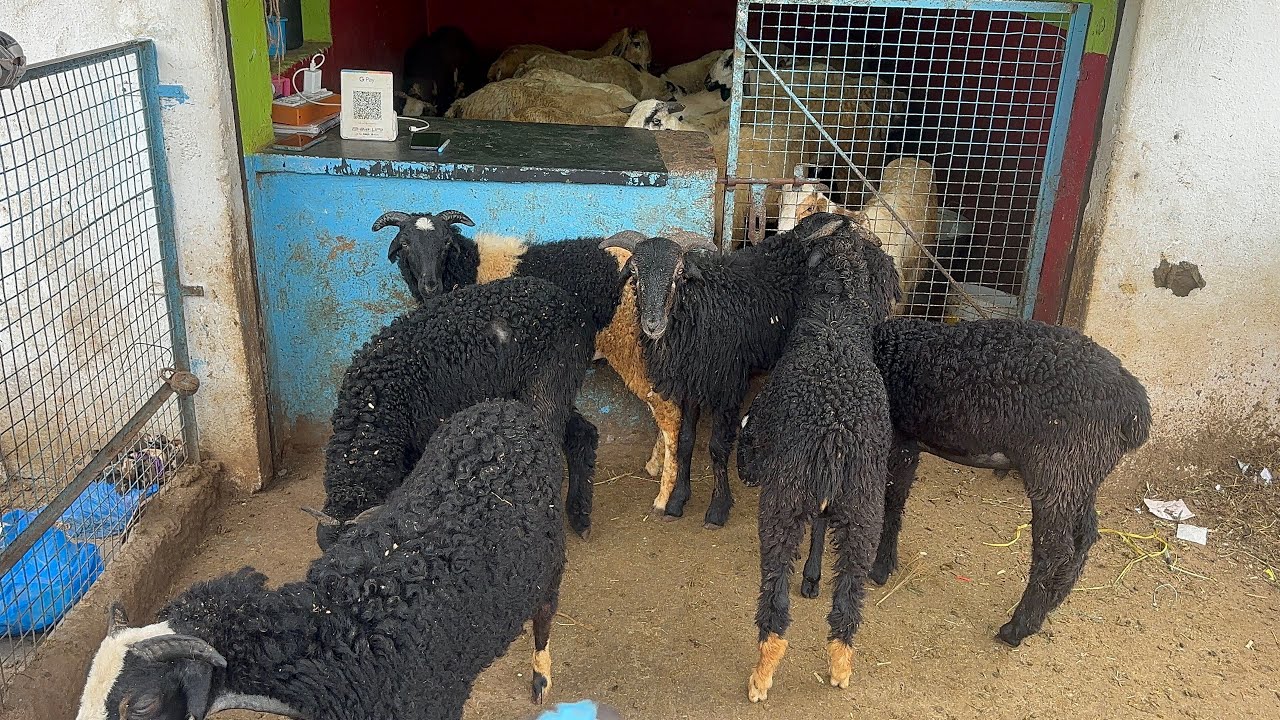 Sunday Special Stock Karnataka jawari Sheeps Available at MGS