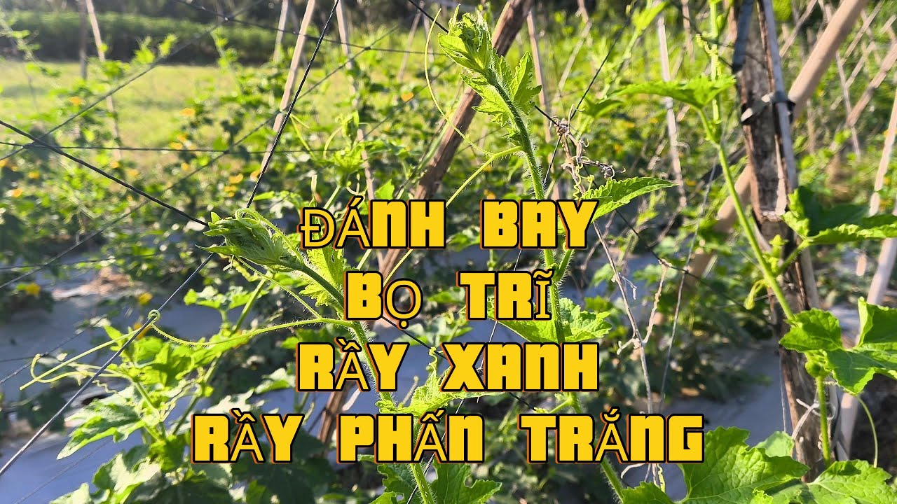 Thử Nghiệm Thuốc Mới Diệt Bọ Trĩ, Rầy Xanh, Rầy Phấn Trắng Trên Bí Đao Chanh – Kết Quả Bất Ngờ!