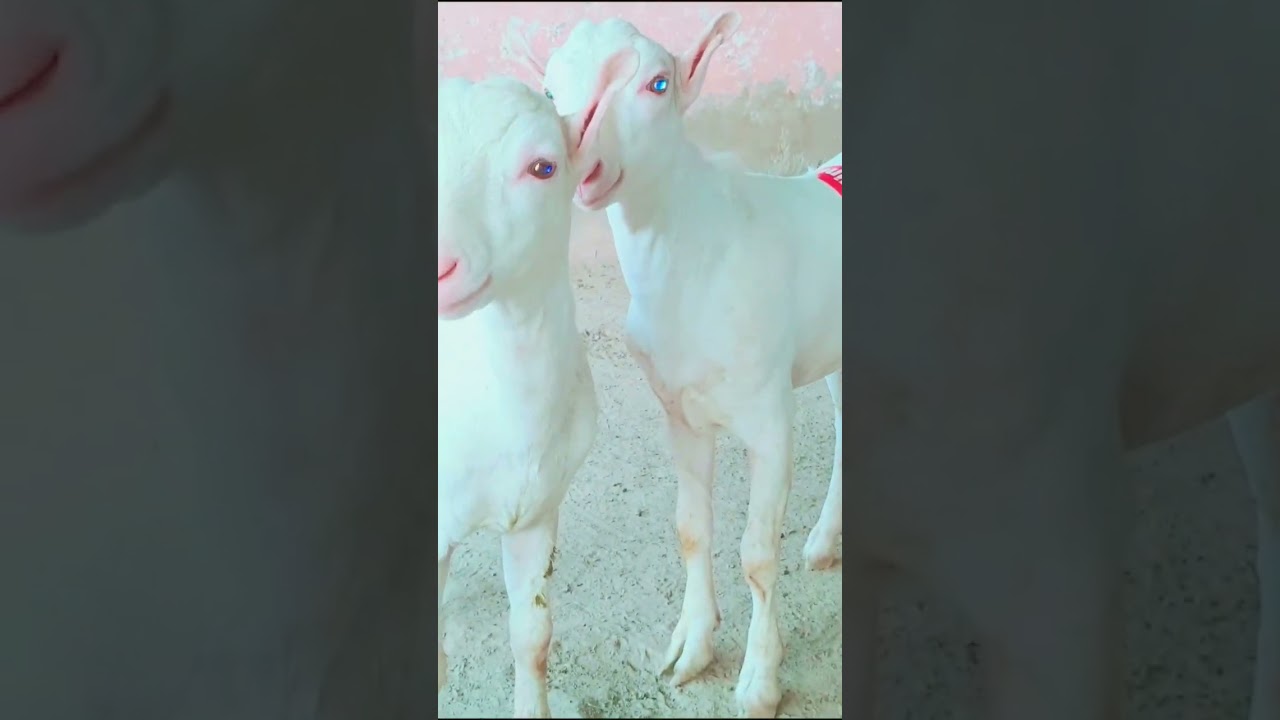 gulabi bakry tedy #goats #bakry #teddy 03118586682
