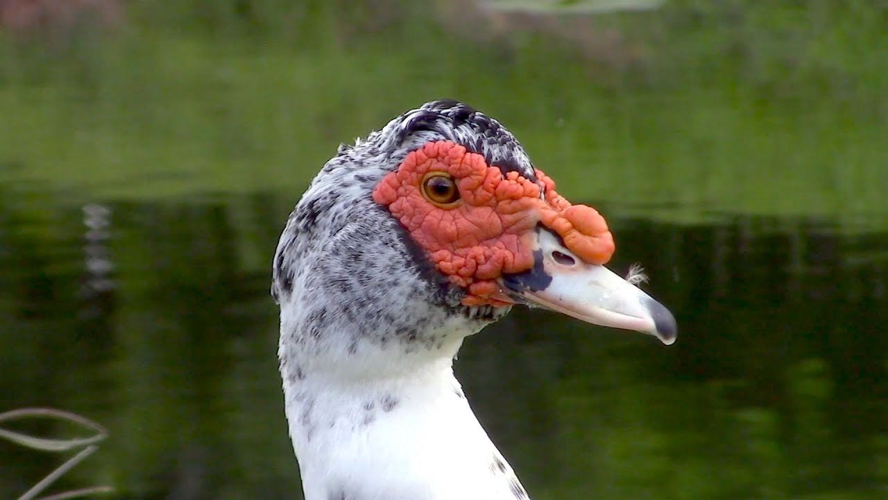 Muscovy Duck Nature Footage 0005 - WAWW's Relaxing Wildlife