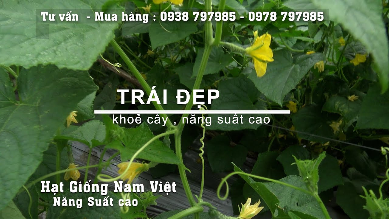 Cách trồng dưa leo (Nam Việt 339) cho năng suất cao