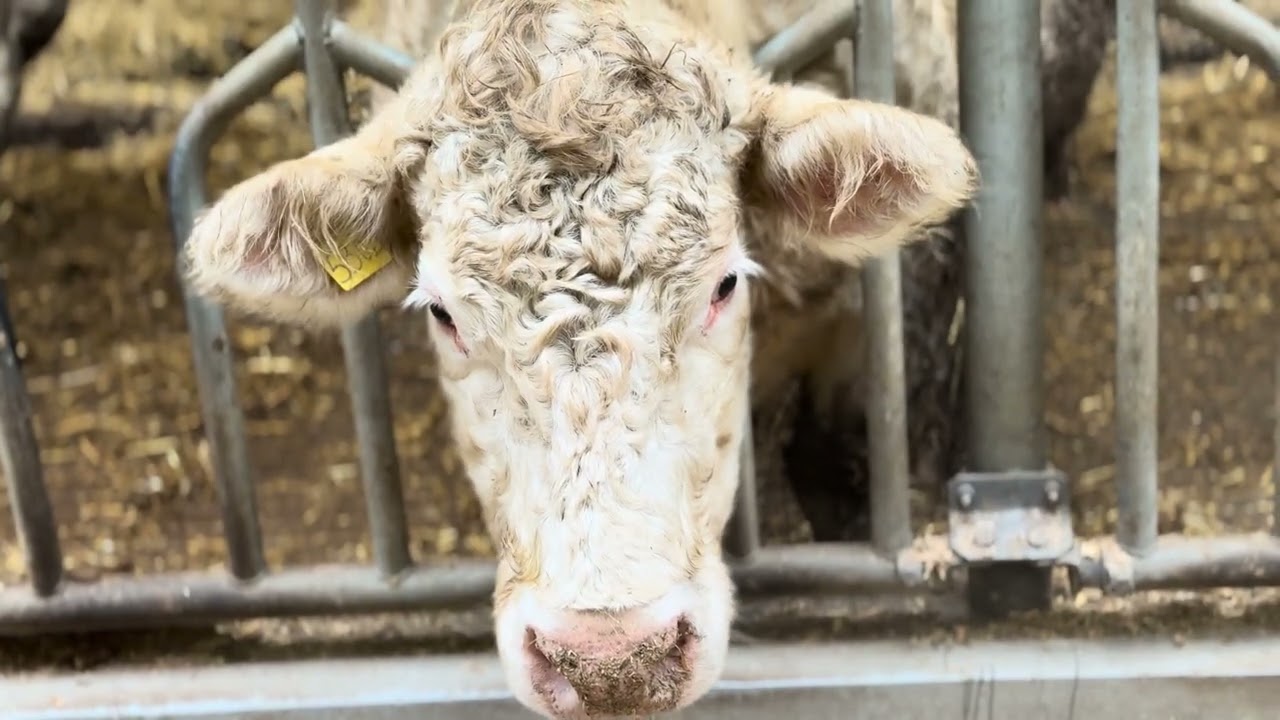From #farm to premium marbled beef #meat #marbled #steaks  #viral 