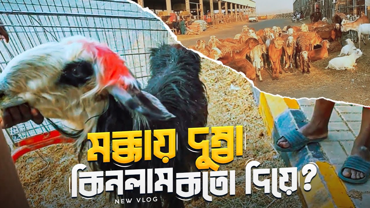মক্কায় দুম্বা কিনলাম কত দিয়ে ? মক্কায় ৬ষষ্ঠ দিন । Umrah Vlog | Anim Badhon