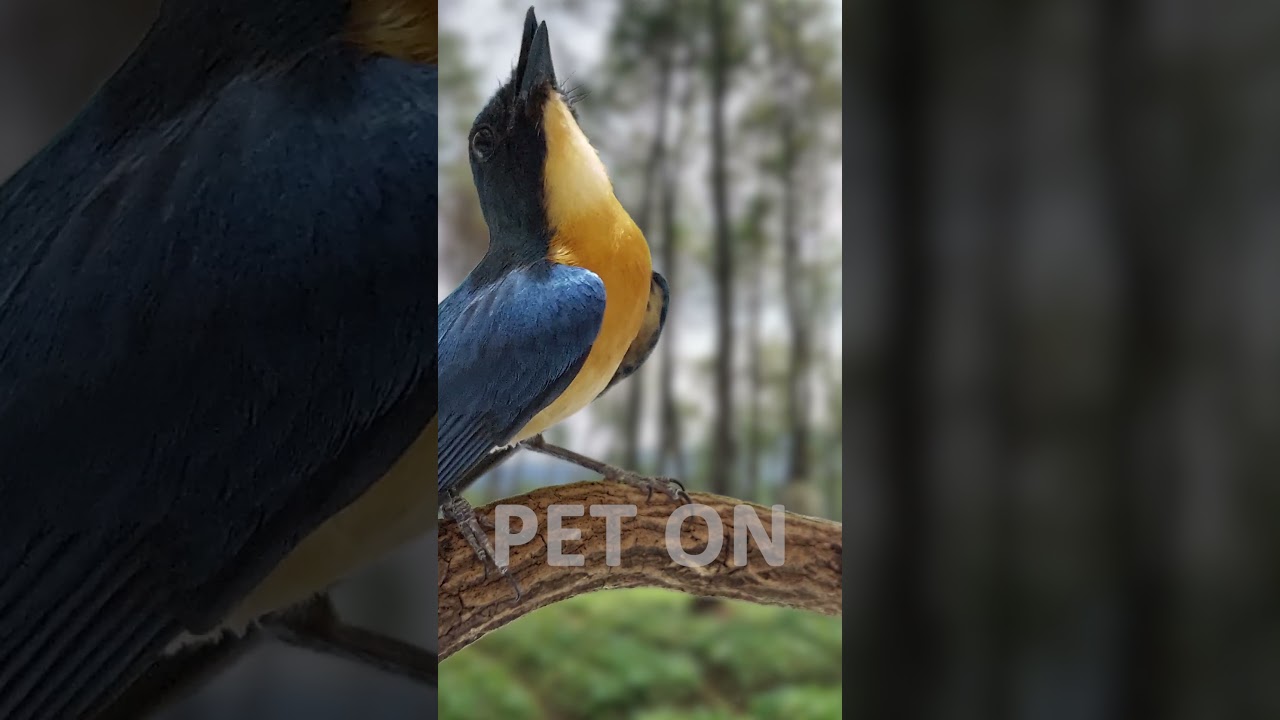 Tickell's blue flycatcher Singing E17 #birdsinging #flycatchers #tledekangunung
