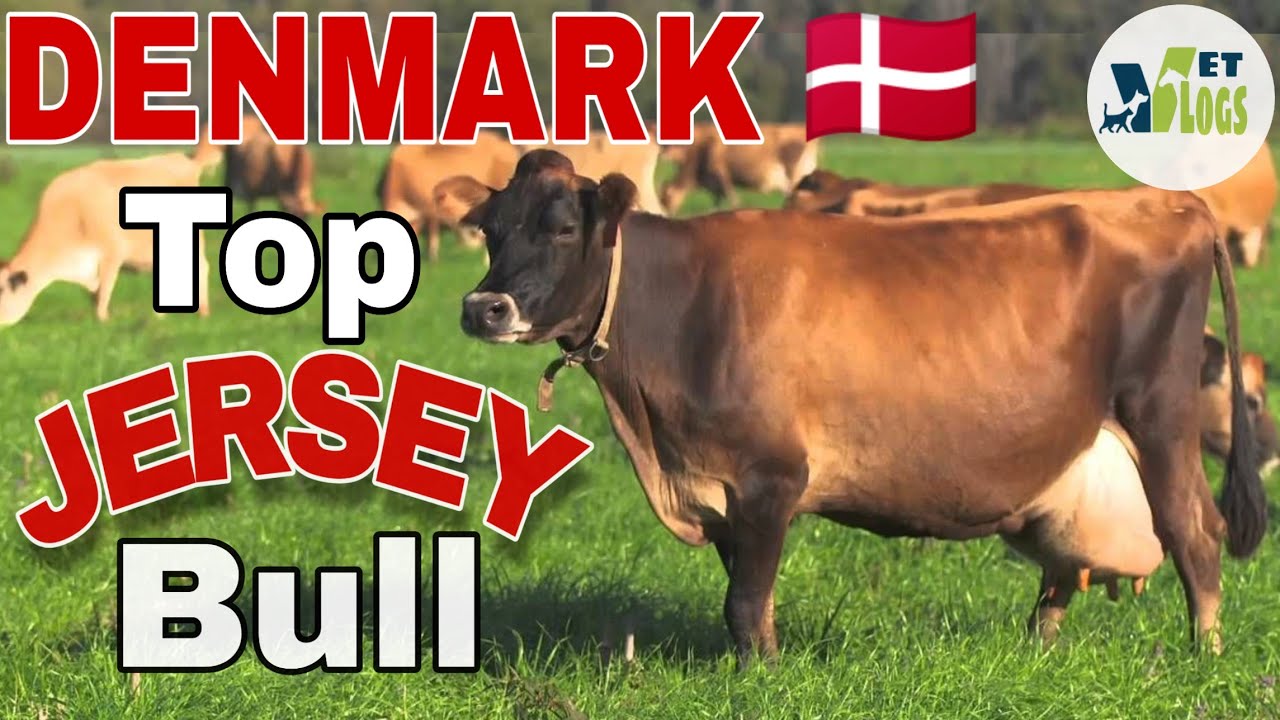 Top Denmark jersey semen | Imported bull | Denmark jersey Imported JY-50062 Semen | Viking jersey