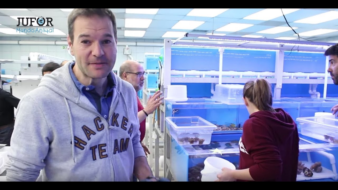Peces e invertebrados para tu acuario marino - Visita a TMC Portugal