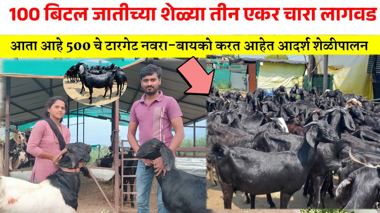 sheli palan kase karave | goat farming in maharashtra | bakri palan business marathi | शेळीपालन 